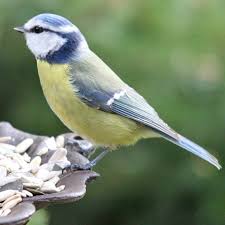 Bilder finden, die zum begriff blaumeise passen. Blaumeise Cyanistes Caeruleus Fruher Parus Caeruleus
