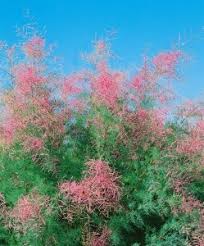 Image result for tamarix ramosissima pink cascade