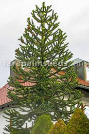 Small bonsai tree with flowers in pot. Araucaria Araucana Chilenische Schmucktanne Araukarie Samen Kaufen Bei Rarepalmseeds Com