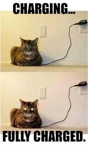 30 Of The Best Funny Animal Pictures Funny Animals Funny Cat Memes Funny Animal Pictures