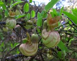 Image result for Aristolochia