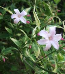 Winter jasmine has a bushy, scrambling habit. Jasmine