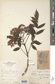 Image result for isolona lebrunii