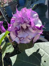 Image result for Datura