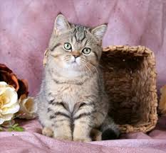 White persian cat in front of white background. Exotic Shorthair Persian Kittens The Lazy Man S Persianpersian Himalayan Kittens For Sale In A Rainbow Of Colors In Business For 32 Years