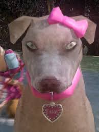 Image result for invalid dog wheelset