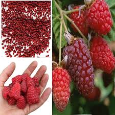 Polish your personal project or design with these raspberry transparent png. Buy Red Raspberry Seeds Garden Fruit Plant Juicy And Delicious Online 199 From Shopclues