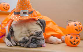 Cute Animal Halloween Wallpapers Top Free Cute Animal Halloween Backgrounds Wallpaperaccess