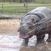 Rumble — introducing sapo, the pygmy hippo, as he takes his first dip in pool. Https Encrypted Tbn0 Gstatic Com Images Q Tbn And9gcqaapnd7bwkd6wazqme0nvatnoeis89m7d5g1hcfpbmlg8jgoqx Usqp Cau