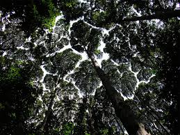 The Phenomenon Of Crown Shyness Where Trees Avoid Touching Colossal Rainforest Trees Nature Inspiration Tree Canopy