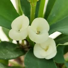 Image result for Euphorbia pfeilii
