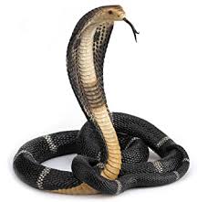 The hard part of this game is that the snake will keep moving and you have to. Buy 13 Inch Animal Figure Coiled King Cobra Snake Collectible Display Online At Low Prices In India Amazon In