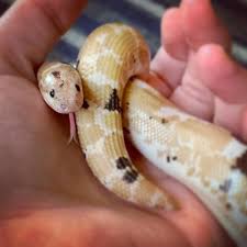 Maybe you would like to learn more about one of these? Her Tiny Tongue Is So Cute Snakes