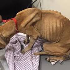 Learn about helping skinny dogs avoid refeeding syndrome. Sheriff S Office Looking For Owner Of Emaciated Dog Wrgt