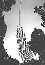 Image result for Eremospatha haullevilleana