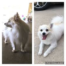A free inside look at company reviews and salaries posted anonymously by employees. Aussie Pet Mobile Inland Oc 118 Photos 38 Reviews Pet Groomers Orange County Ca Phone Number