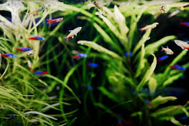 5 Best Fish Tank Ideas For A 20 Gallon Aquarium Aquarium Co Op In 2020 Cool Fish Tanks 20 Gallon Aquarium Fish Tank