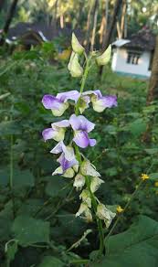 Image result for Crotalaria verrucosa