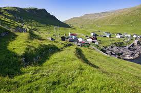 Image result for Tragia kirkiana