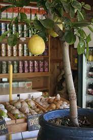 How To Grow A Lemon Tree From Seed Lemon Tree From Seed How To Grow Lemon Lemon Tree