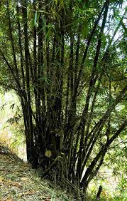 Image result for Oreobambos buchwaldii