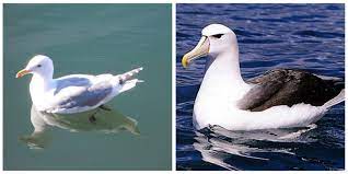 A seagull flaps his wings way more, lives a different life. This Albatross Looks Like The Pokemon Evolution Of A Seagull Pics