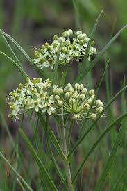 Image result for Xysmalobium sessile