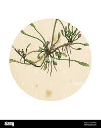 Image result for Limosella maior