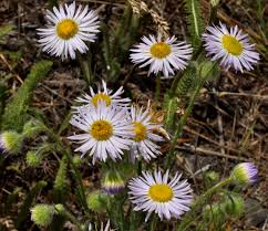 Image result for Eriosema pumilum