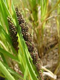 Image result for Poecilostachys oplismenoides