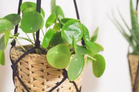 Einfache Makrame Blumenampel Aus Jerseygarn Diy Blumen Ampel Blumenampel Und Pflanzen Dekor