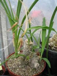Image result for Trachyandra saltii