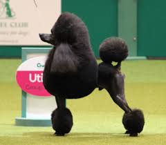 Ricky In The Utility Group For Best In Show At Crufts Mini Poodles Standard Poodle Standard Poodle Haircuts