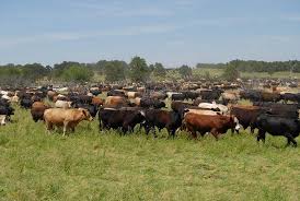 Paddock Numbers Herd Size Forage Recovery Time And Profit All At Play Livestock Farming Cattle Farming Blue Heeler Dogs