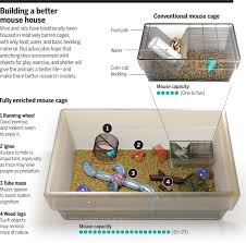 Animal cell project in a shoebox. The Happiness Project Science