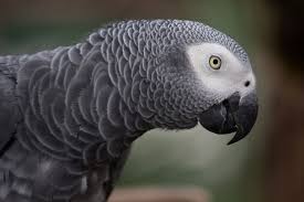 Get a pigeon, parrot, finch, hens and more on kijiji, canada's #1 local classifieds. Top 10 Smartest Talking Birds In The World The Mysterious World