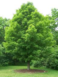 Buy maple tree seeds online. Sugar Maple Description Uses Facts Britannica