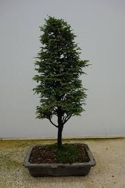 ¡descubra por qué www.floresbogota.net es la tienda de bonsai favorita en toda colombia! Lot Art Hinoki Cypress Bonsai Chamaecyparis Obtusa 47 19 Cm Japan