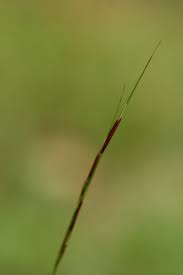 Image result for Aristida adscensionis