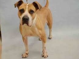 Merida A1065704 I Love Dogs Pets Merida