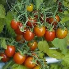 Check spelling or type a new query. Grape Tomato Clovers Garden
