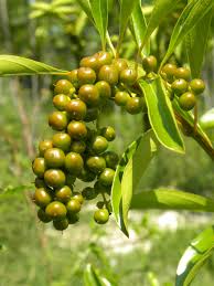 Image result for Citharexylum