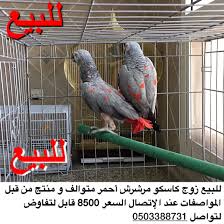 للبيع زوج كاسكو مرشرش أحمر متوالف و منتج من قبل المواصفات عند اﻹتصال السعر 8500 قابل لتفاوض لتواصل 0503388731 اعلانvip كاسكو طير الواتس animals parrot vip