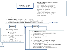 11 Luxury Kidney Function Chart Images Percorsi Emotivi Com