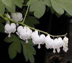 Image result for Dicentra spectabilis alba