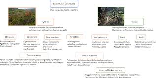 Image result for Droguetia iners