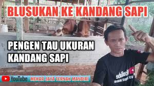 Tidak lupa juga lahan seluas 16 (ha) sebagai lahan pengembangan rumput serta lumbung bahan pakan ternak, yang ditanam adalah rumput jenis odot, king grass, hingga pakcong. Ukuran Kandang Sapi Untuk 4 Ekor Indukan Youtube