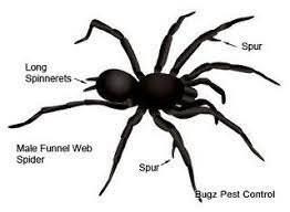 pin on spiders