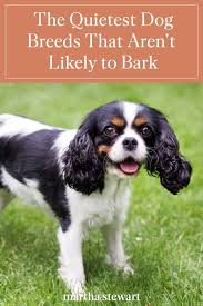 The Quietest Dog Breeds That Aren T Likely To Bark In 2020 Dog Breeds Quiet Dog Breeds Best Dog Breeds