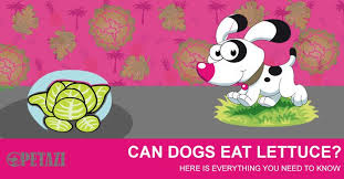 Do you feed your dog lettuce? Can Dogs Eat Lettuce Is Lettuce Safe For Dogs To Eat Let S Find Out Here Petazi